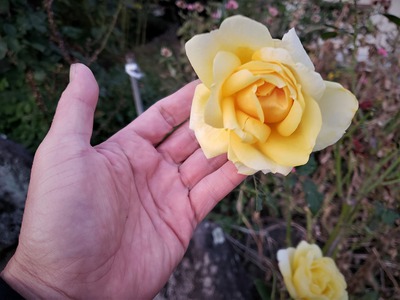 大きな薔薇の花が咲いています。