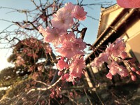 桜が咲き始めました。