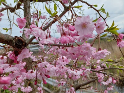 庭のしだれ桜が満開になりました。