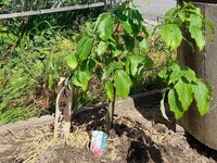 孫の誕生記念樹にハナミズキを植えました。