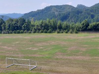 やまくにスポーツパークの芝がまだらに。