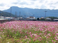 三光コスモス園の花が見ごろを迎えています。