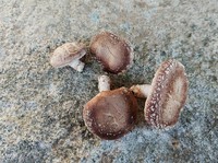 庭の椎茸を収穫しました。