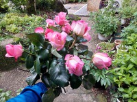 母の日のプレゼントに庭のバラで花束