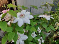 「クレマチス」の花が見ごろを迎えました。