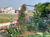 ツル薔薇が満開になりました。