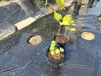 オクラとツルなしインゲンの苗を植え付けました。