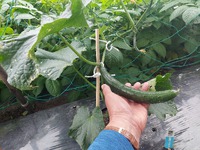 畑のキュウリを初収穫しました。