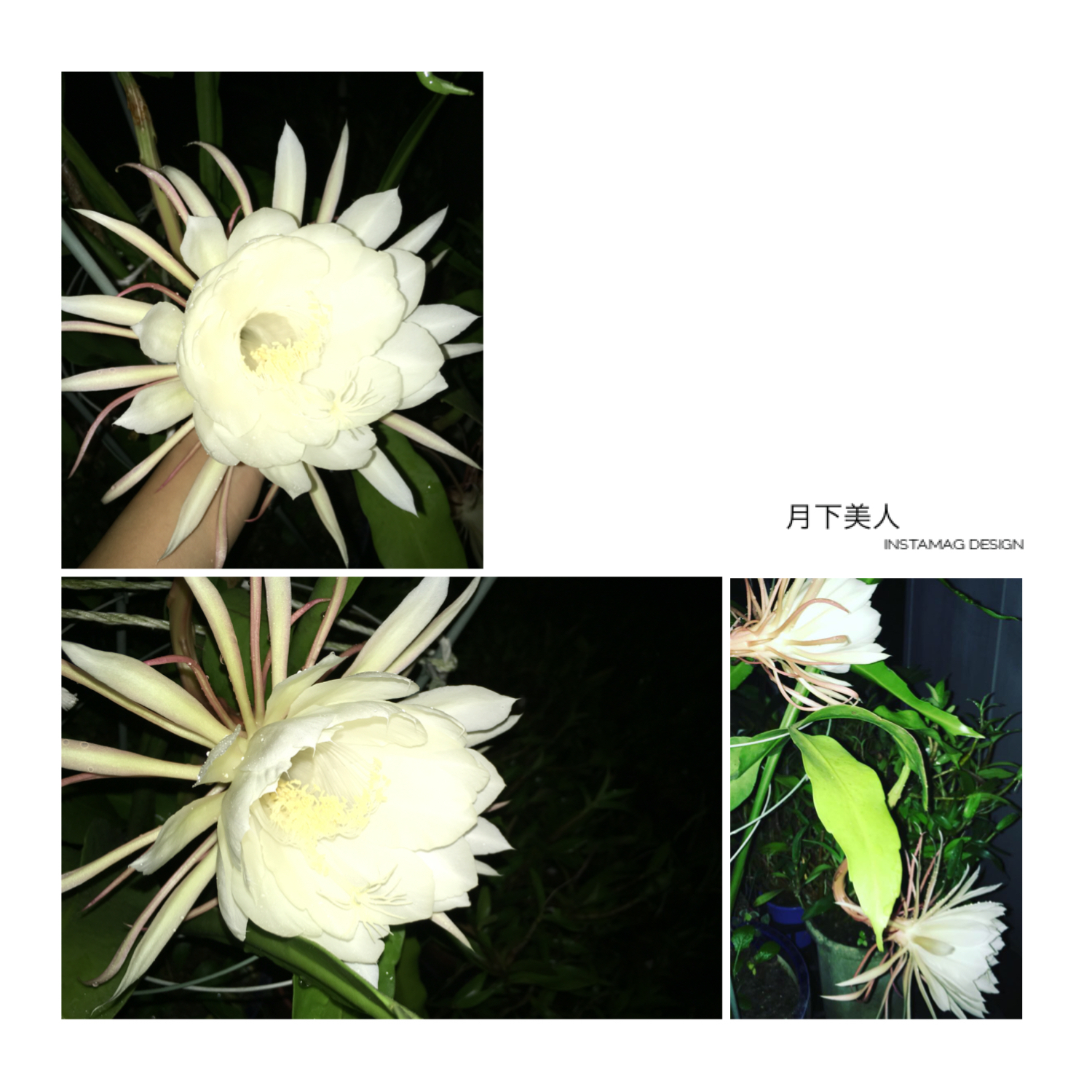 月下美人 月下美人