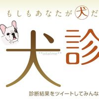 犬診断