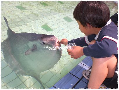 海水プールのまんぼうにえさやり体験する画像