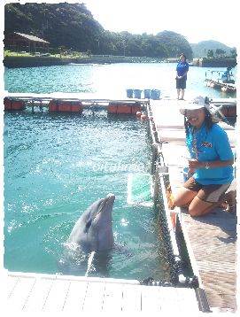 かつもとイルカパークのご飯タイム、ルウちゃんの写真