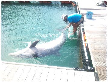 かつもとイルカパークのご飯タイム、ルウちゃんお腹見せてる写真