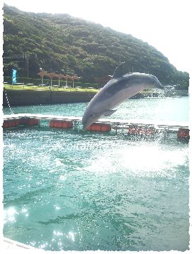 かつもとイルカパークのご飯タイム、ルウちゃんジャンプの写真