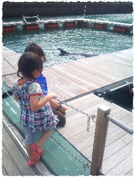 かつもとイルカパークの、桟橋とルウちゃんの写真