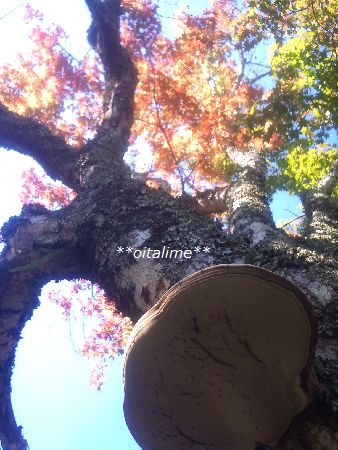 紅葉の写真