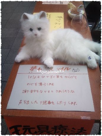 夢ねこスマイル展示画像