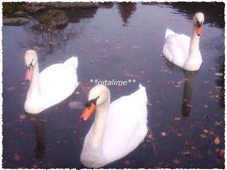 志高湖の白鳥の画像