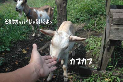 秋の日のメリーちゃん親子