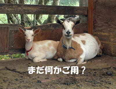 秋の日のメリーちゃん親子