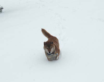 雪ゆきユキ
