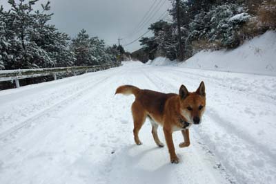 雪ゆきユキ