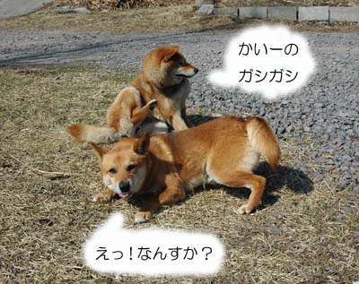 なにやってんだか