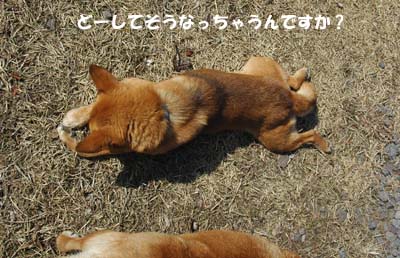 なにやってんだか