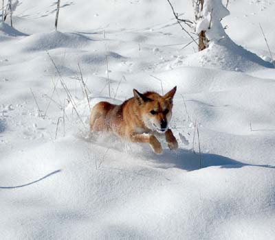 犬は喜び庭駆け回り