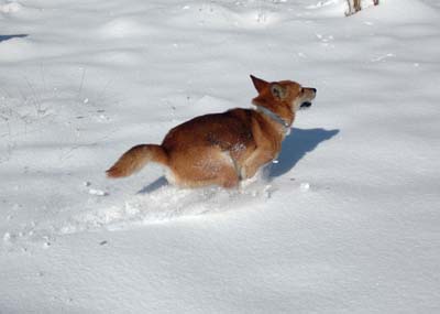 犬は喜び庭駆け回り