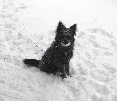 犬は喜び庭駆け回り