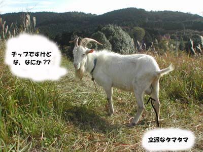 やぎさんってスゴイ