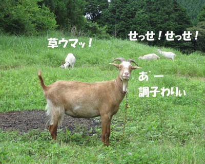 風邪ひきました
