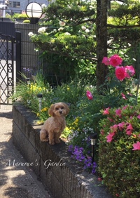 バラ庭（花見編②）