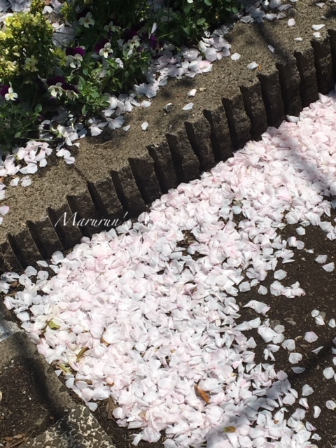 さくら舞い散る中 さくら舞い散る中
