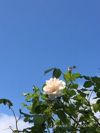 バラのシーズンスタート！