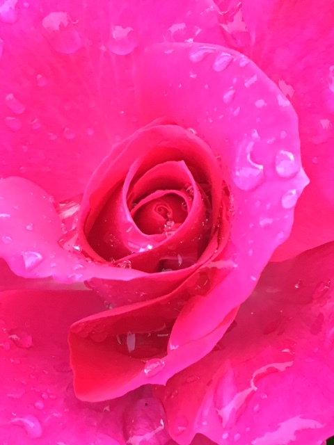 雨に濡れたバラ♥ 雨に濡れたバラ♥