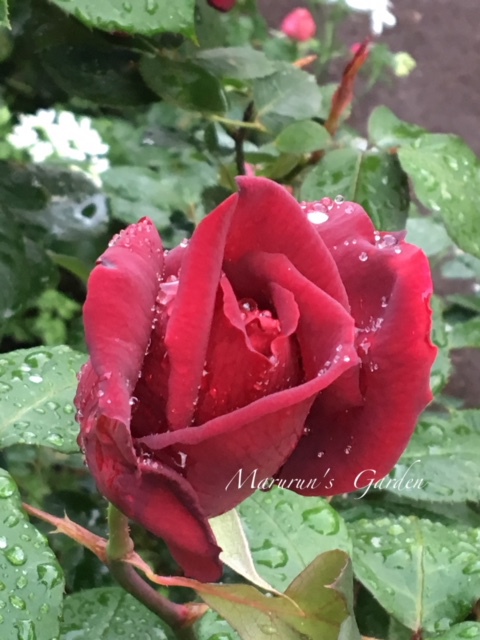 雨に濡れたバラ♥ 雨に濡れたバラ♥
