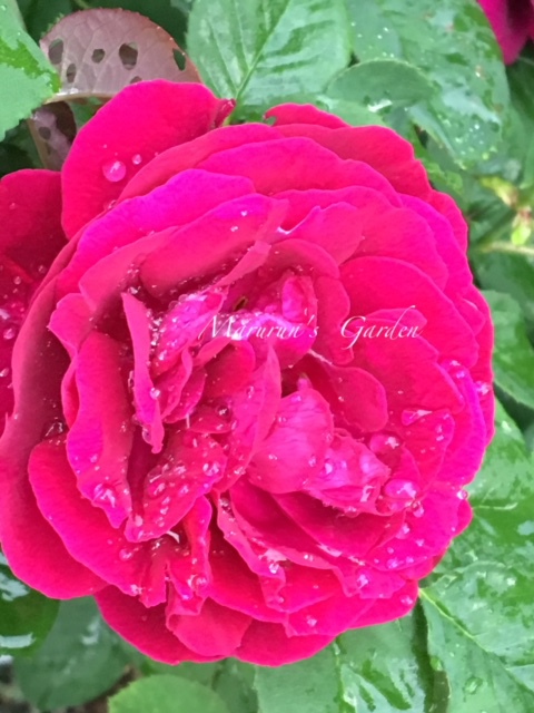雨に濡れたバラ♥ 雨に濡れたバラ♥