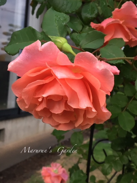 雨に濡れたバラ♥ 雨に濡れたバラ♥