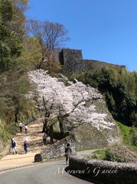 お花見～♪(岡城）