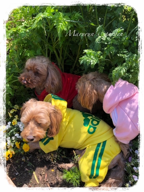 シロライン♪