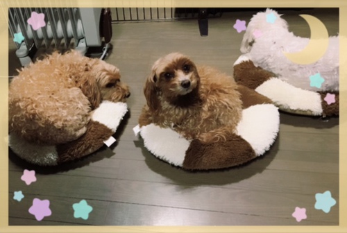 おやすみ～♥