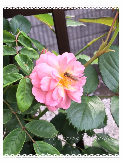 次々に咲いています^^ 次々に咲いています^^
