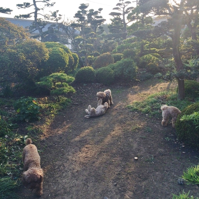 ドッグラン♪ ドッグラン♪
