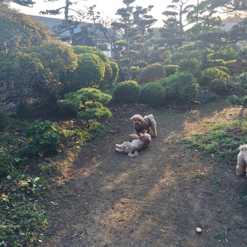 ドッグラン♪ ドッグラン♪