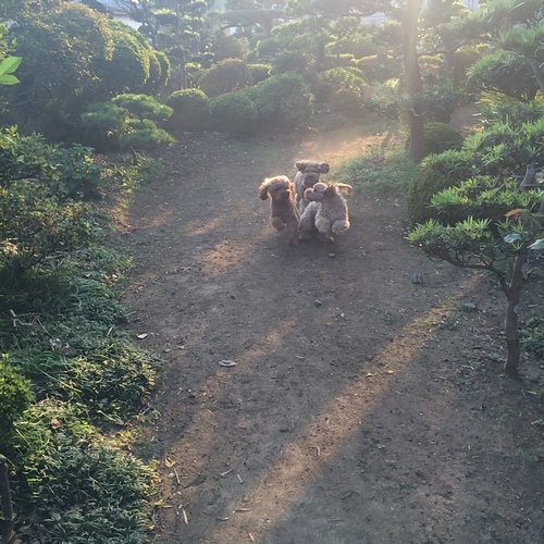 ドッグラン♪ ドッグラン♪