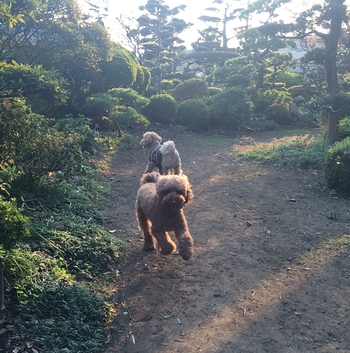 ドッグラン♪ ドッグラン♪