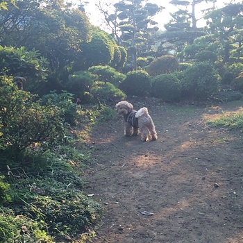 ドッグラン♪ ドッグラン♪