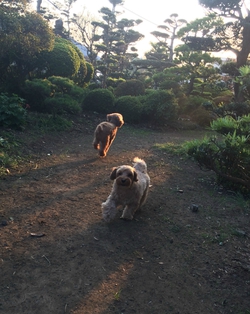 ドッグラン♪ ドッグラン♪